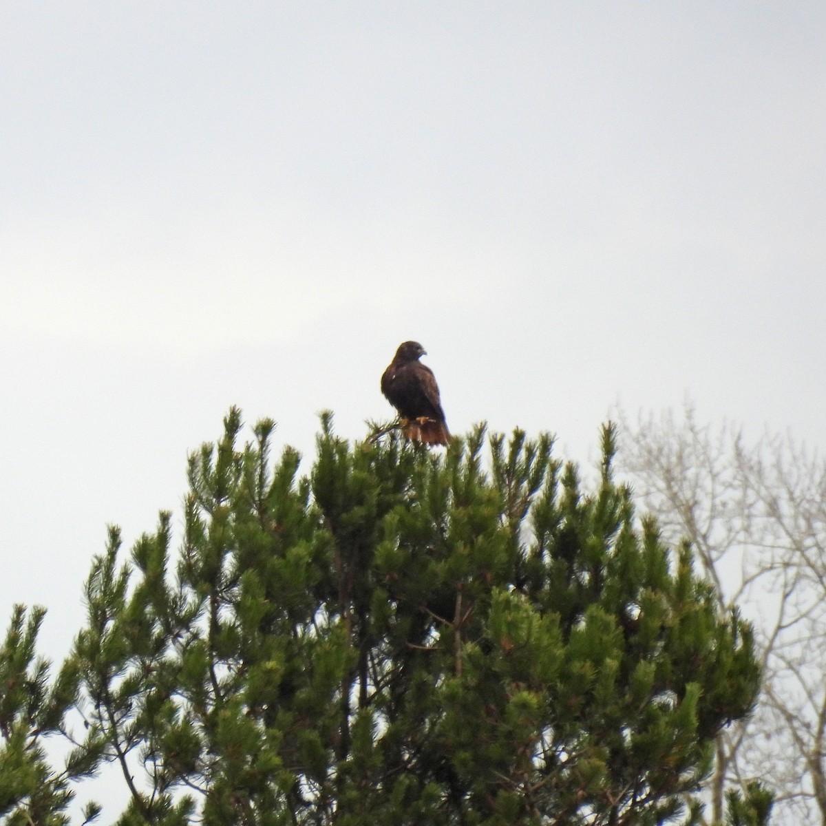 Buse à queue rousse - ML646749452