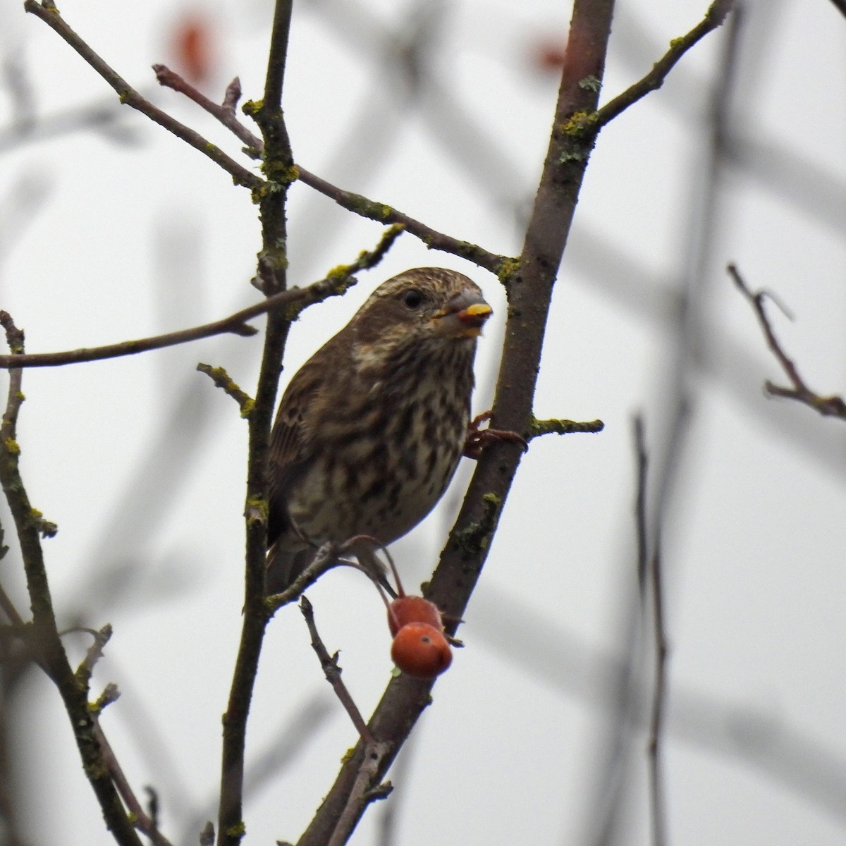 Roselin pourpré - ML646749453