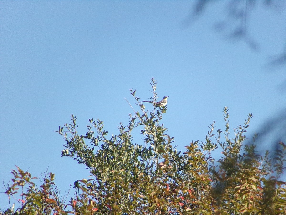 Northern Mockingbird - ML646749454