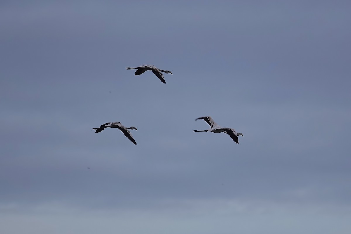 Ягаан нал - ML646749455