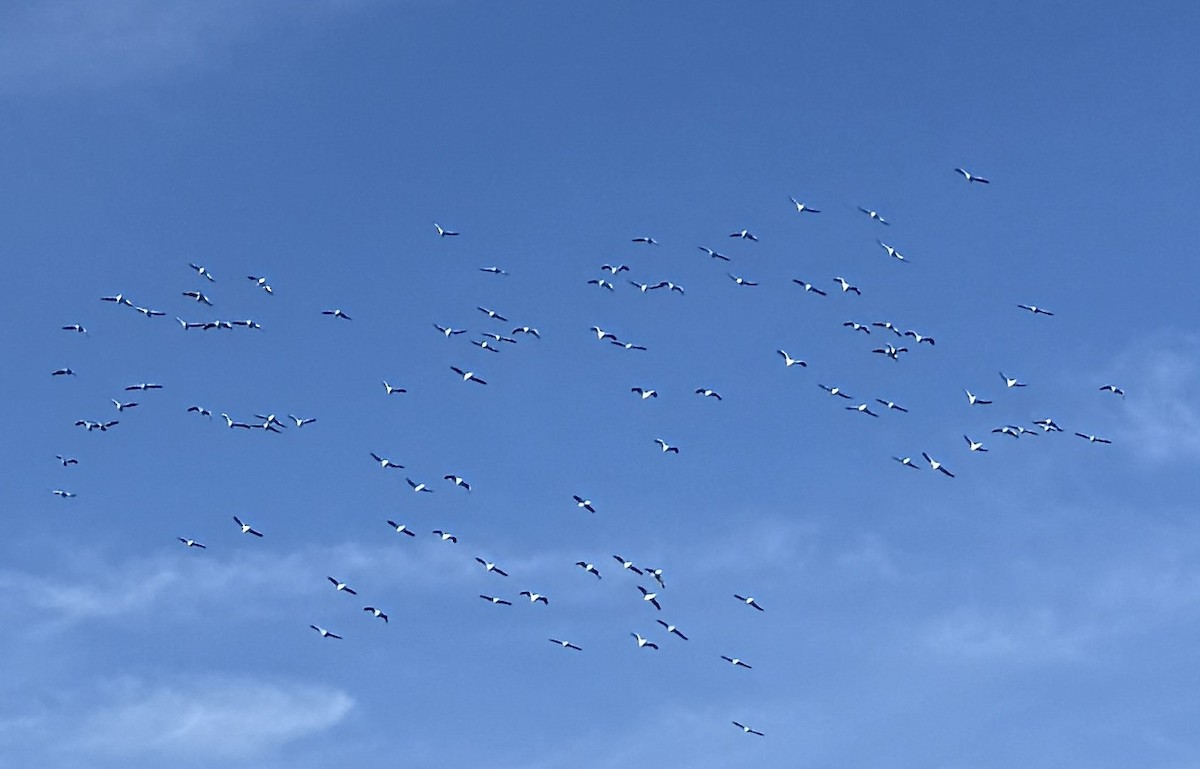 Nashornpelikan - ML646749456