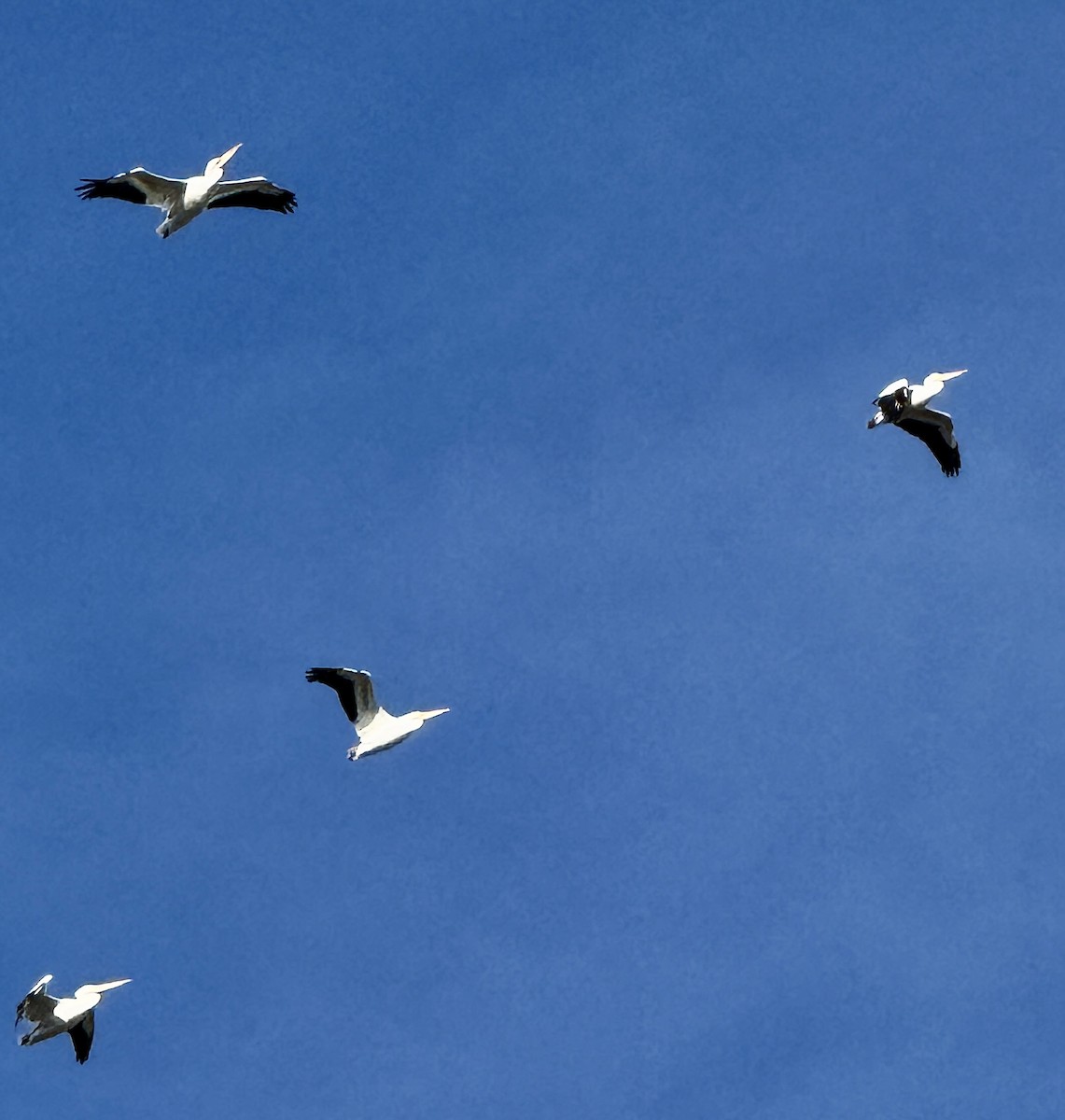 Nashornpelikan - ML646749457