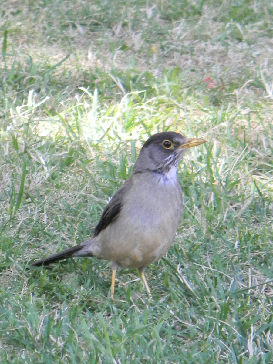 Merle austral - ML646749465