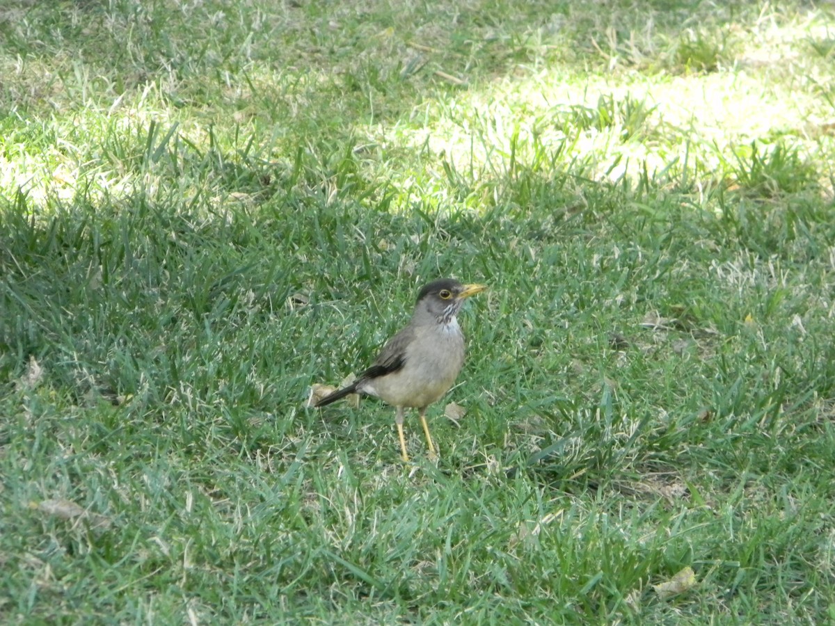 Merle austral - ML646749475