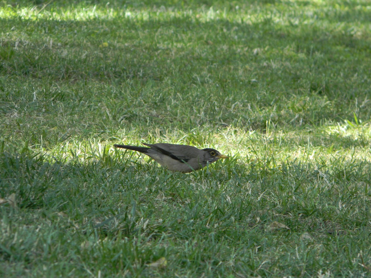 Merle austral - ML646749476