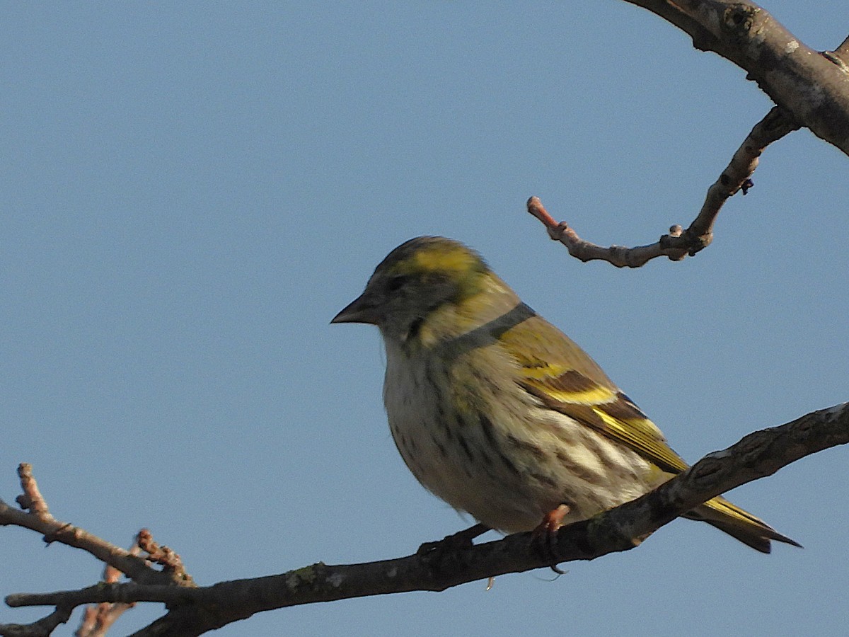 マヒワ - ML646749477