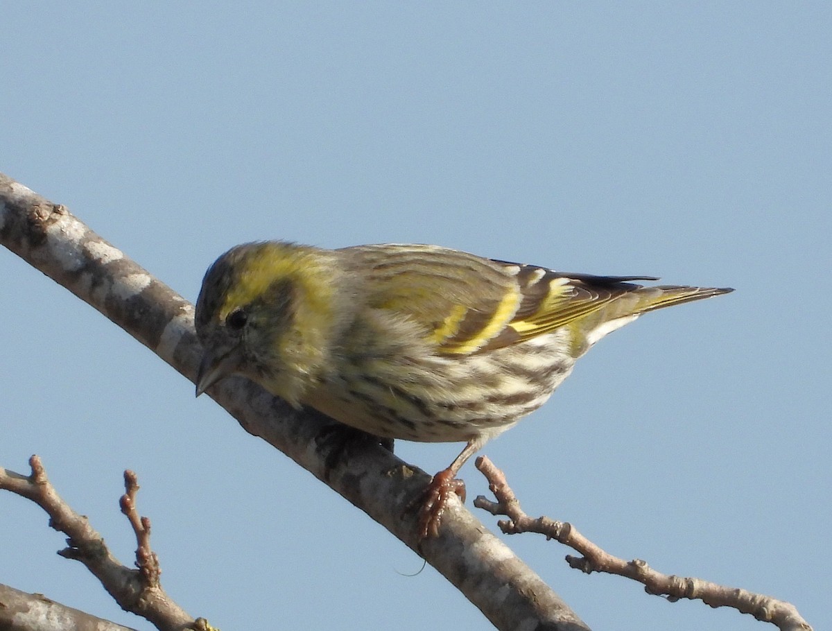 マヒワ - ML646749482