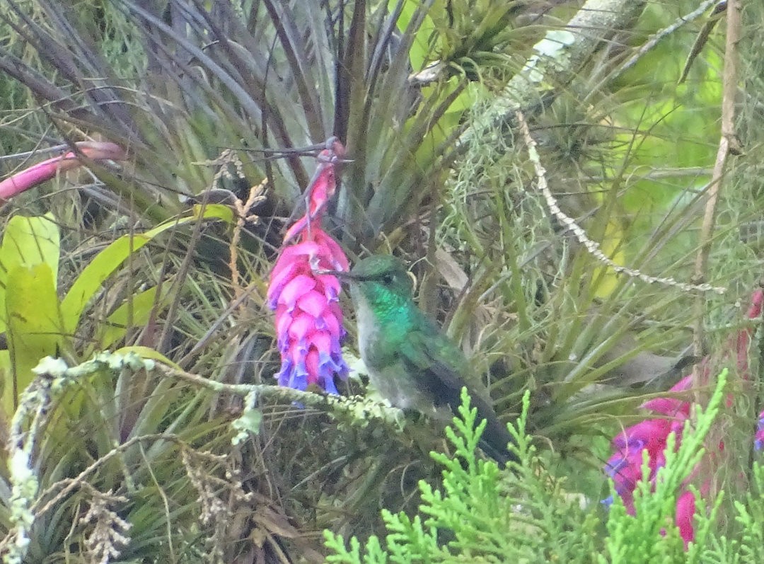 Versicolored Emerald - ML646749483