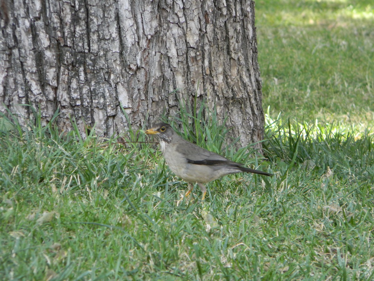 Merle austral - ML646749484