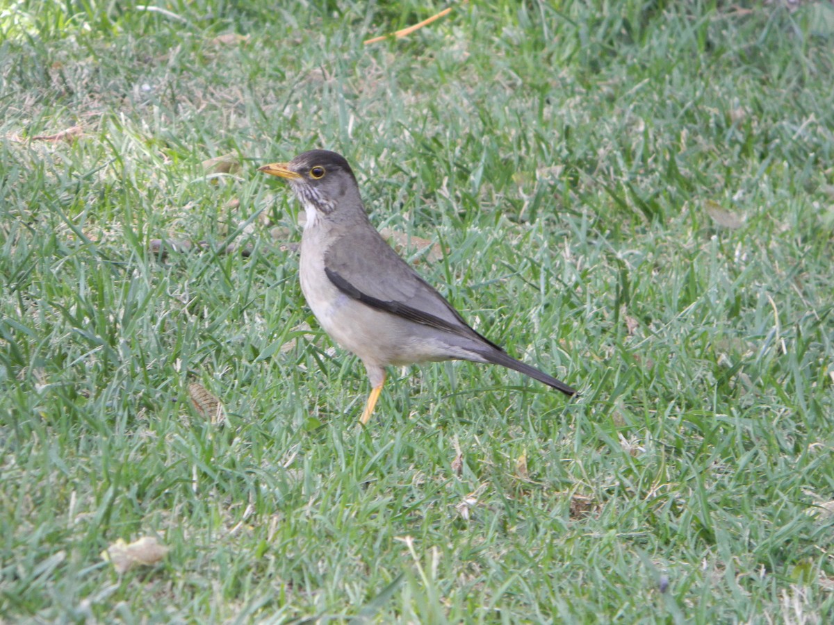 Merle austral - ML646749486