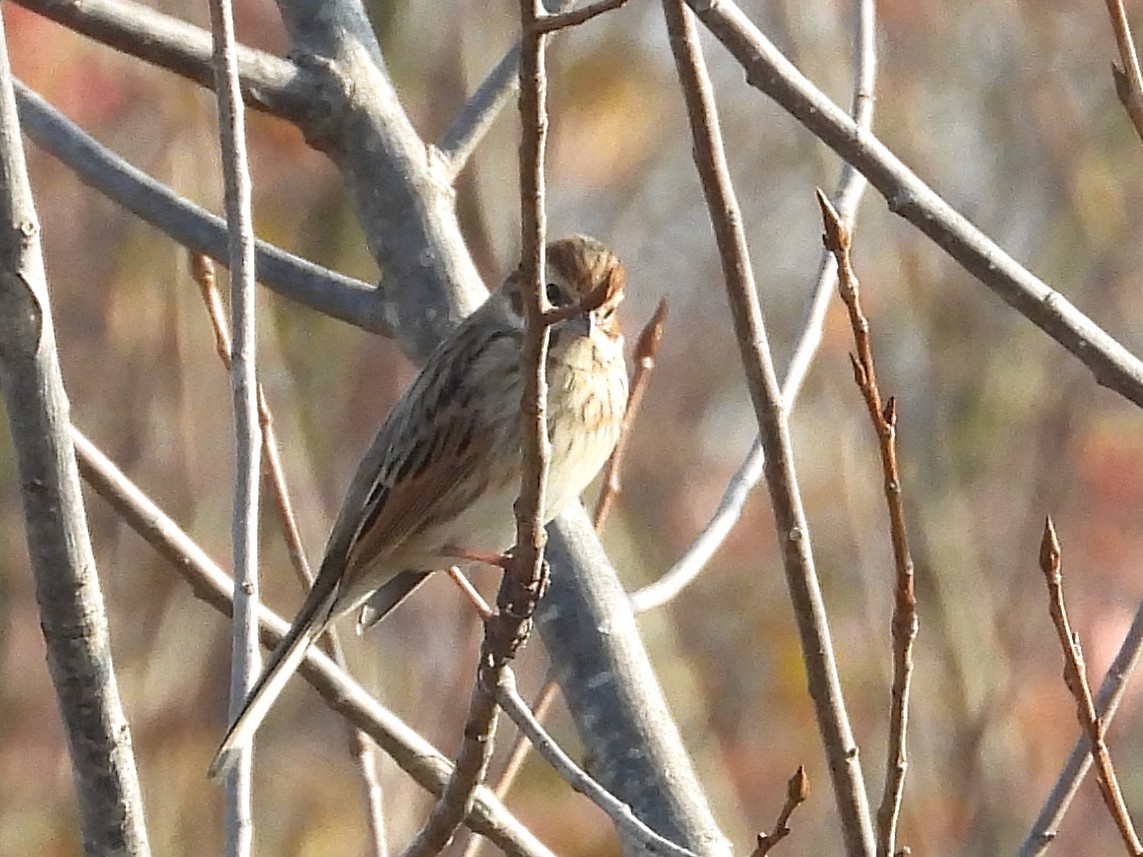 オオジュリン - ML646749487