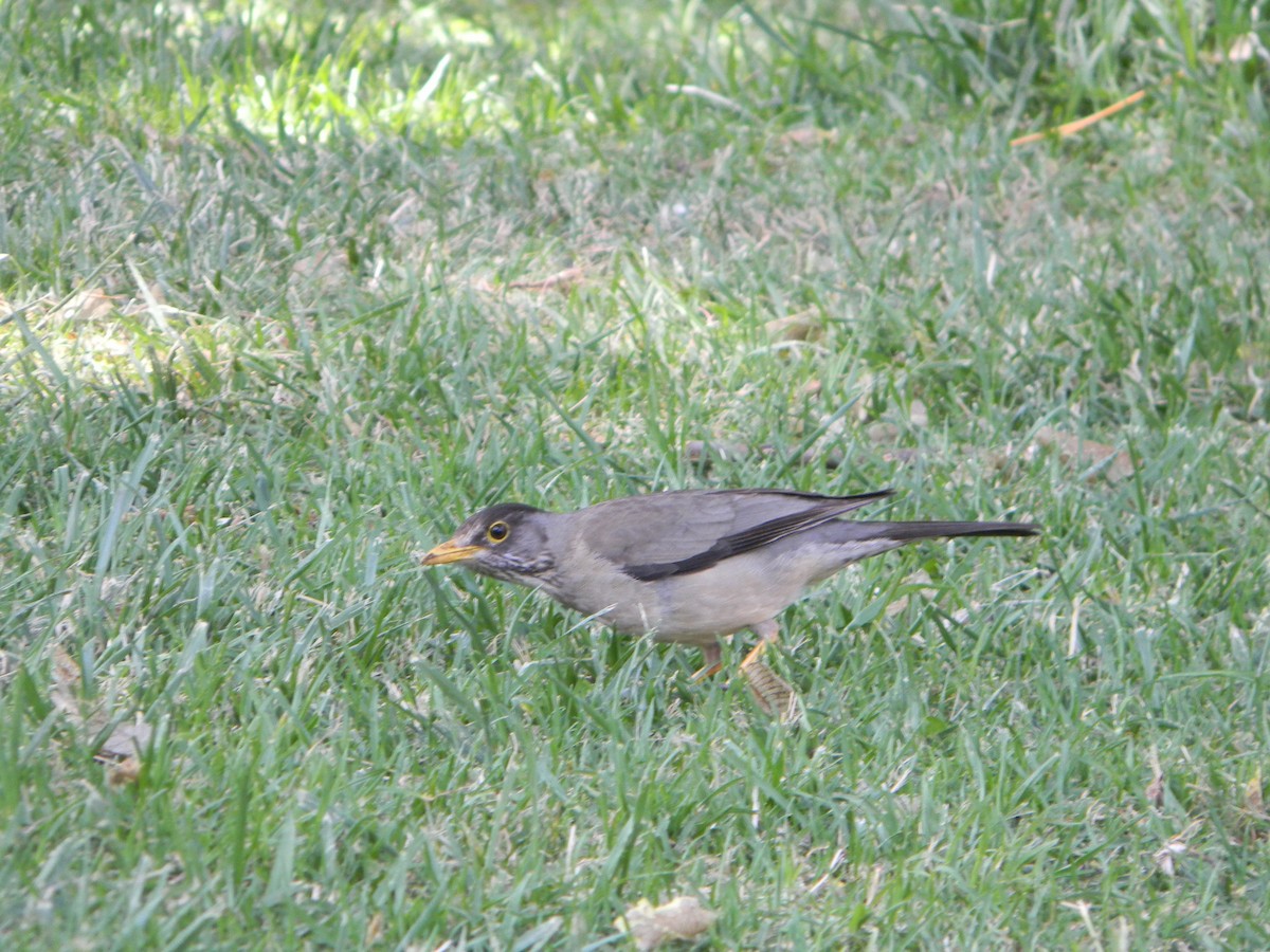 Merle austral - ML646749490