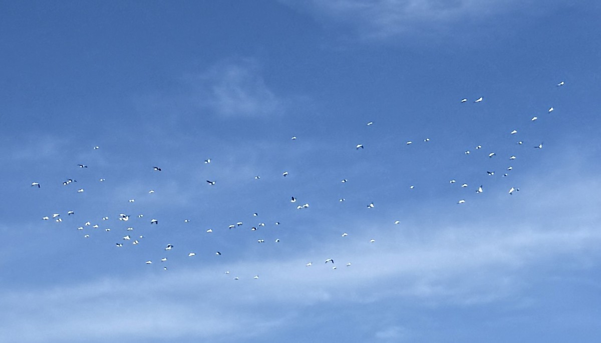 Nashornpelikan - ML646749491