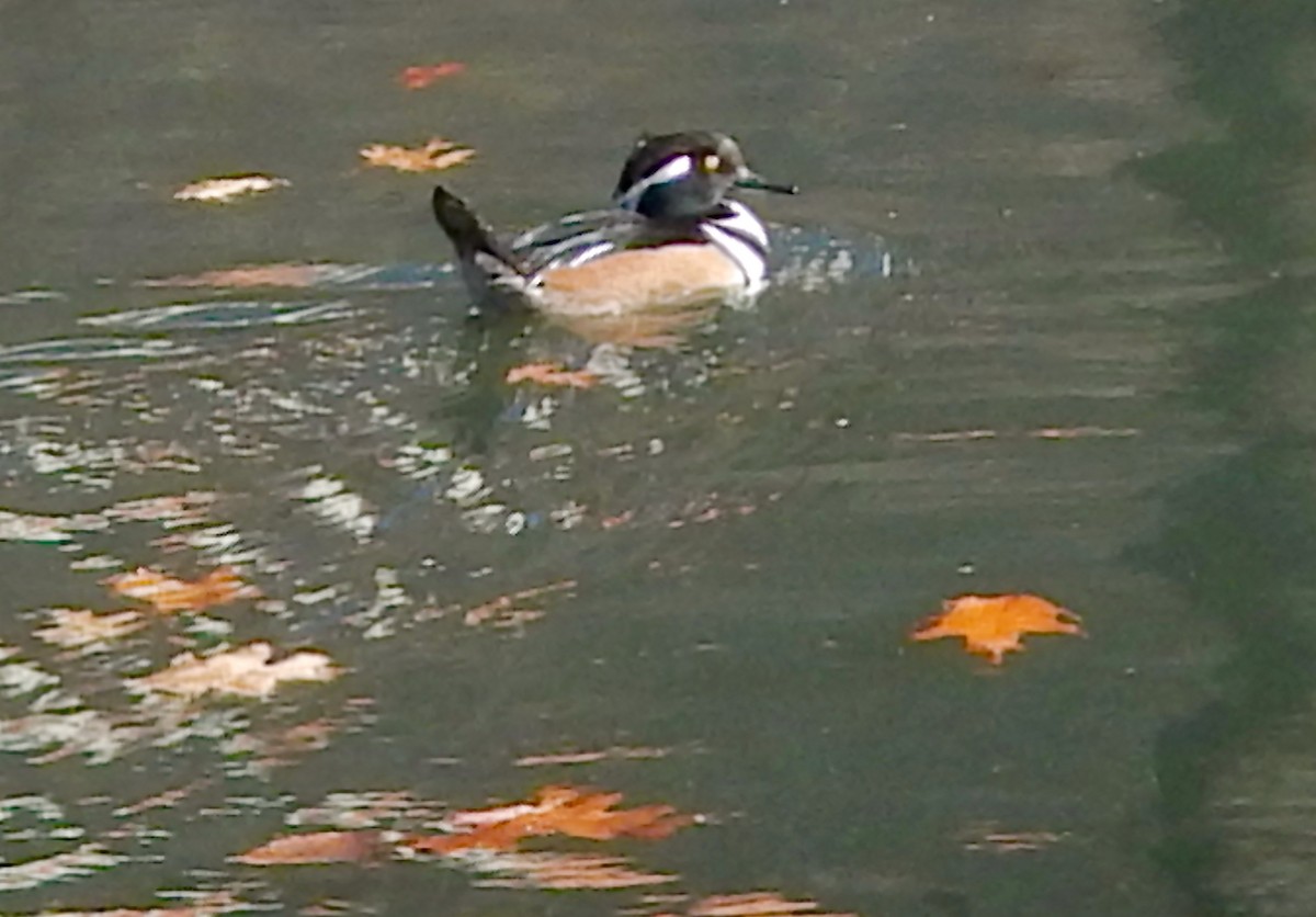 Zerra buruhandia - ML646749494