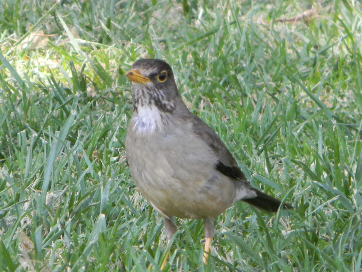 Merle austral - ML646749495