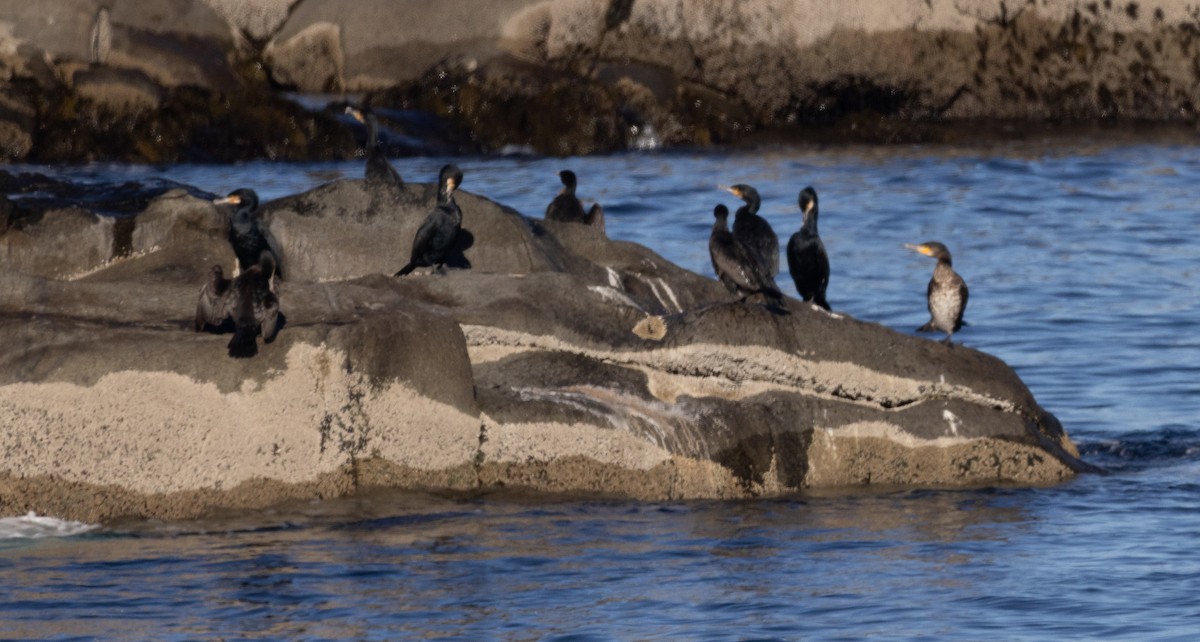 קורמורן גדול - ML646749496