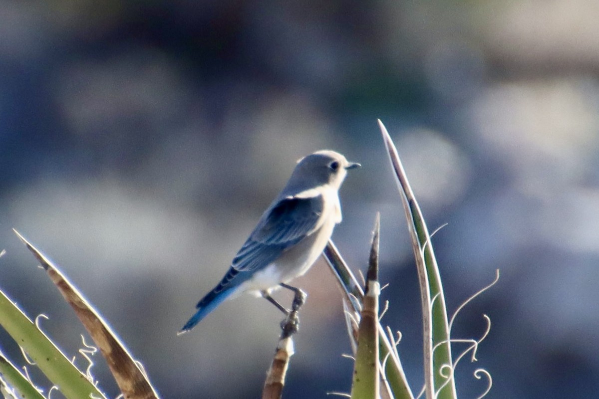 Голубая сиалия - ML646749510