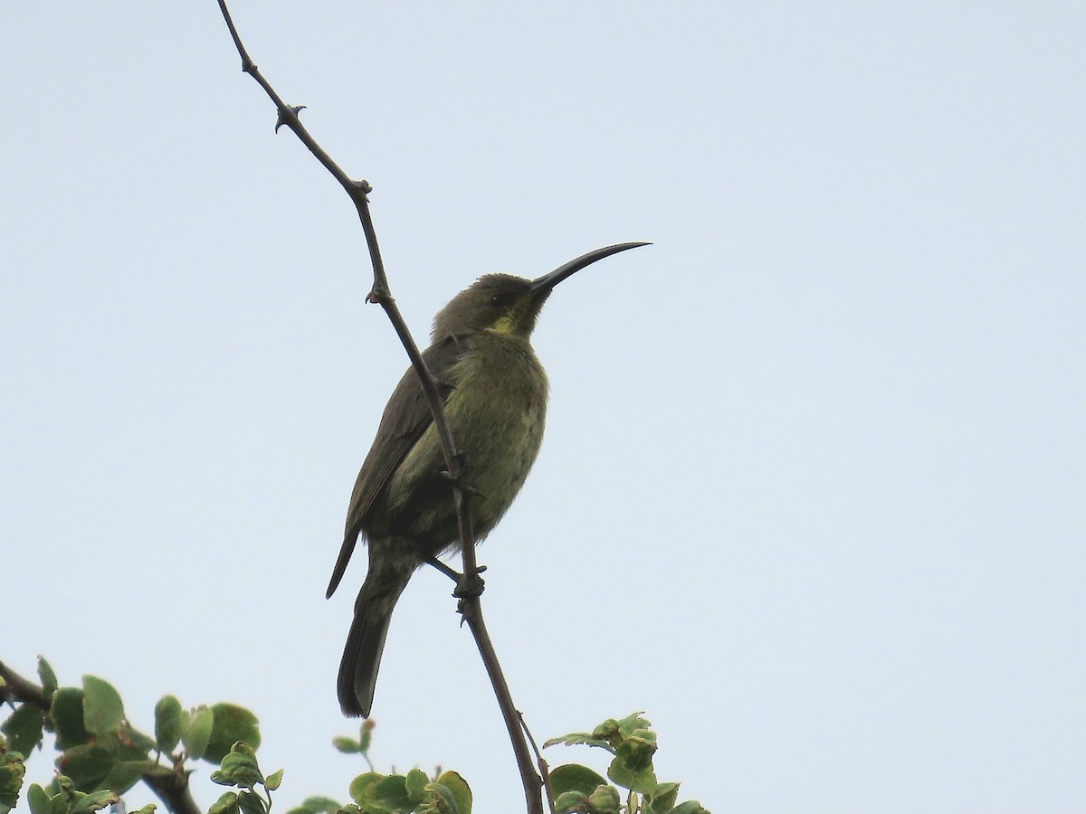 Malachite Sunbird - ML646749511