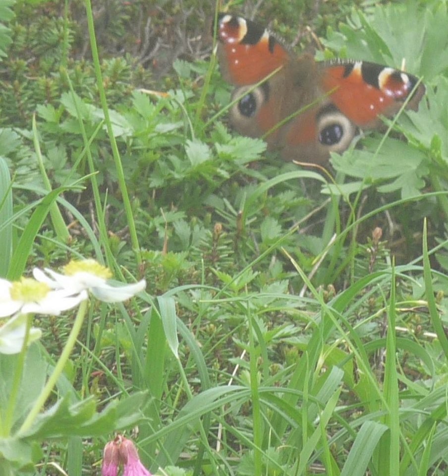 Animals - ML646749528