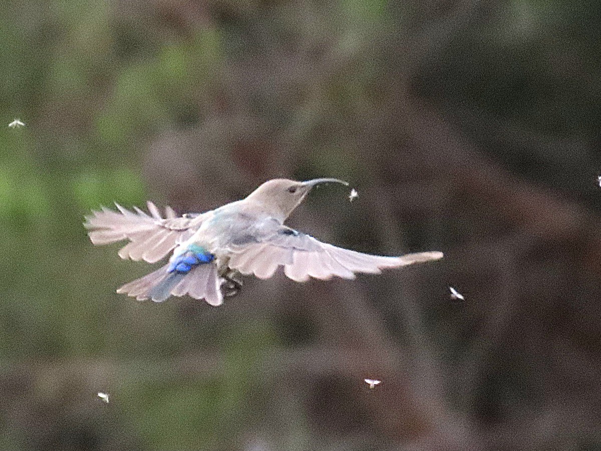 Southern Double-collared Sunbird - ML646749530