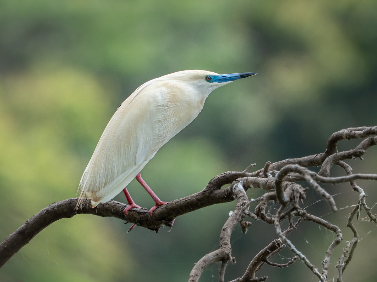 Malagasy Pond-Heron - ML646749531