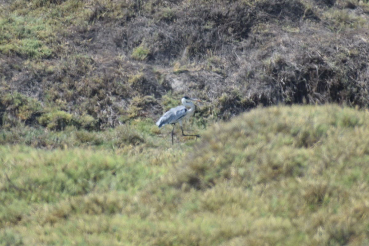 Южноамериканская цапля - ML646749536