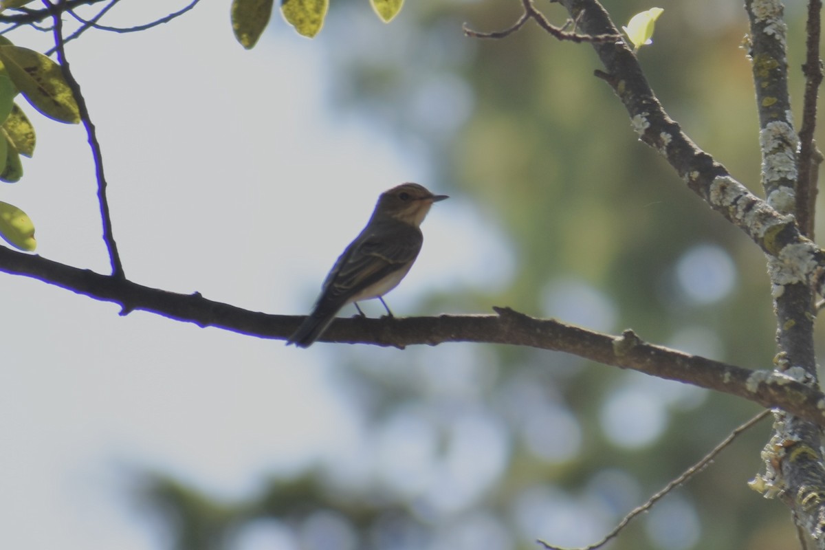 חטפית אפורה - ML646749537