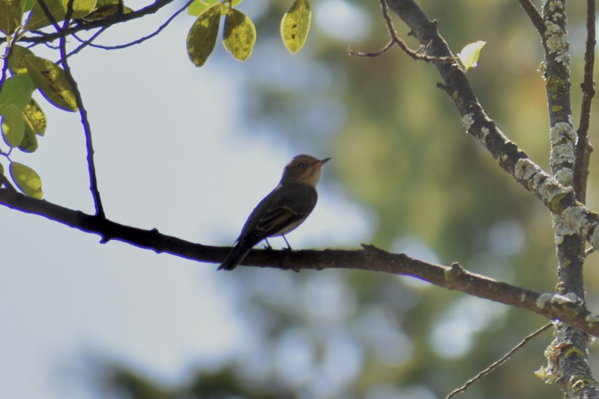 חטפית אפורה - ML646749538