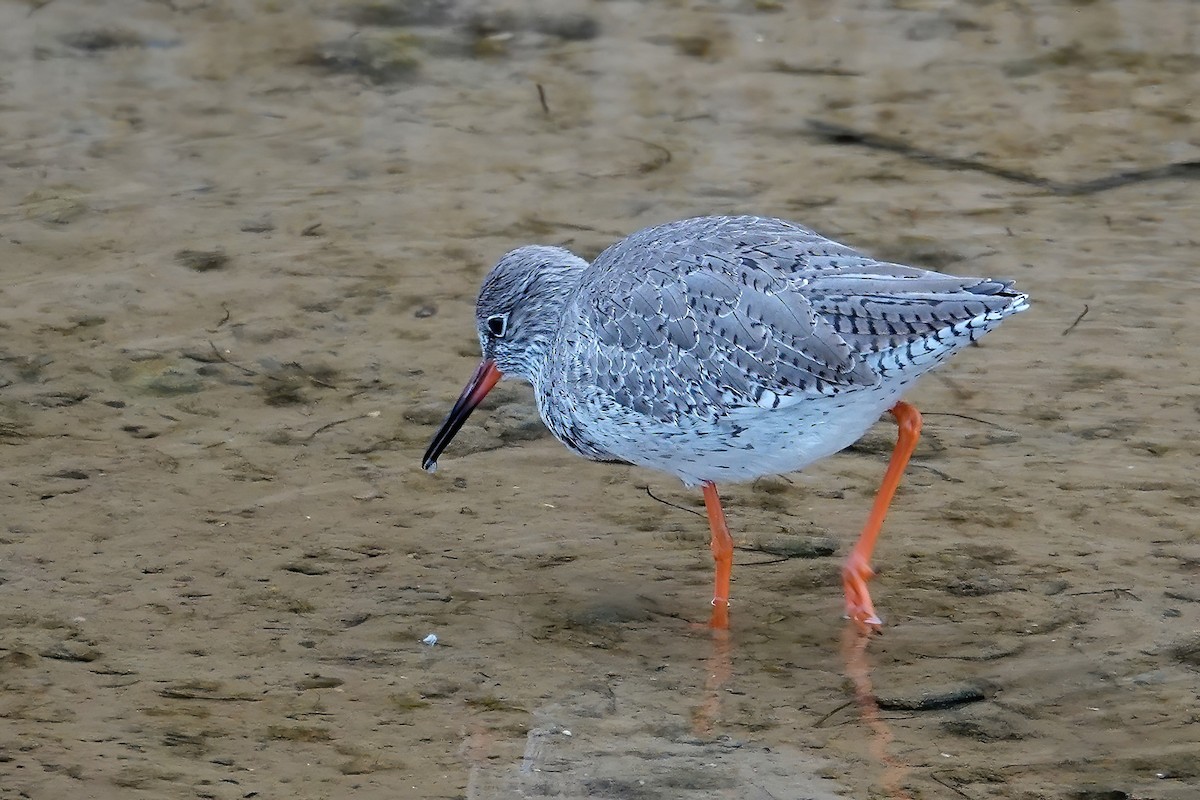 Улаан хөлт хөгчүү - ML646749539