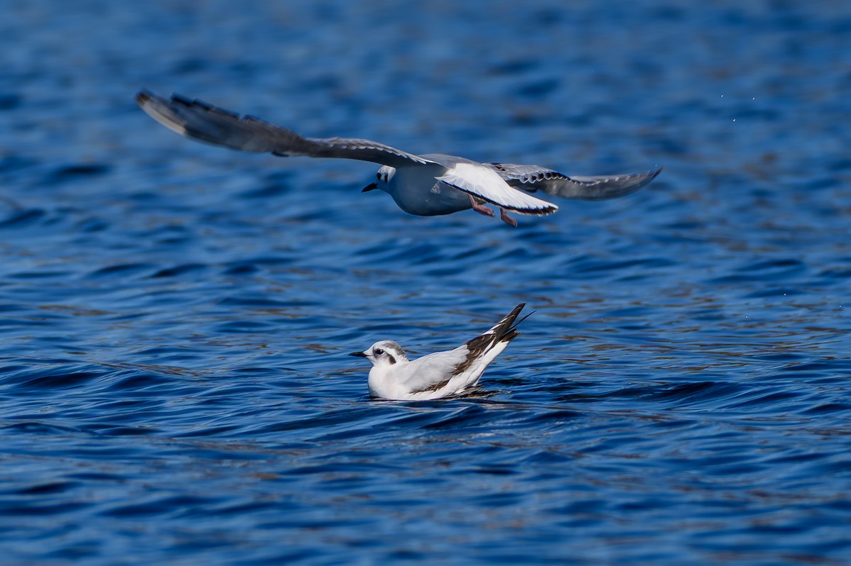 Little Gull - ML646749542
