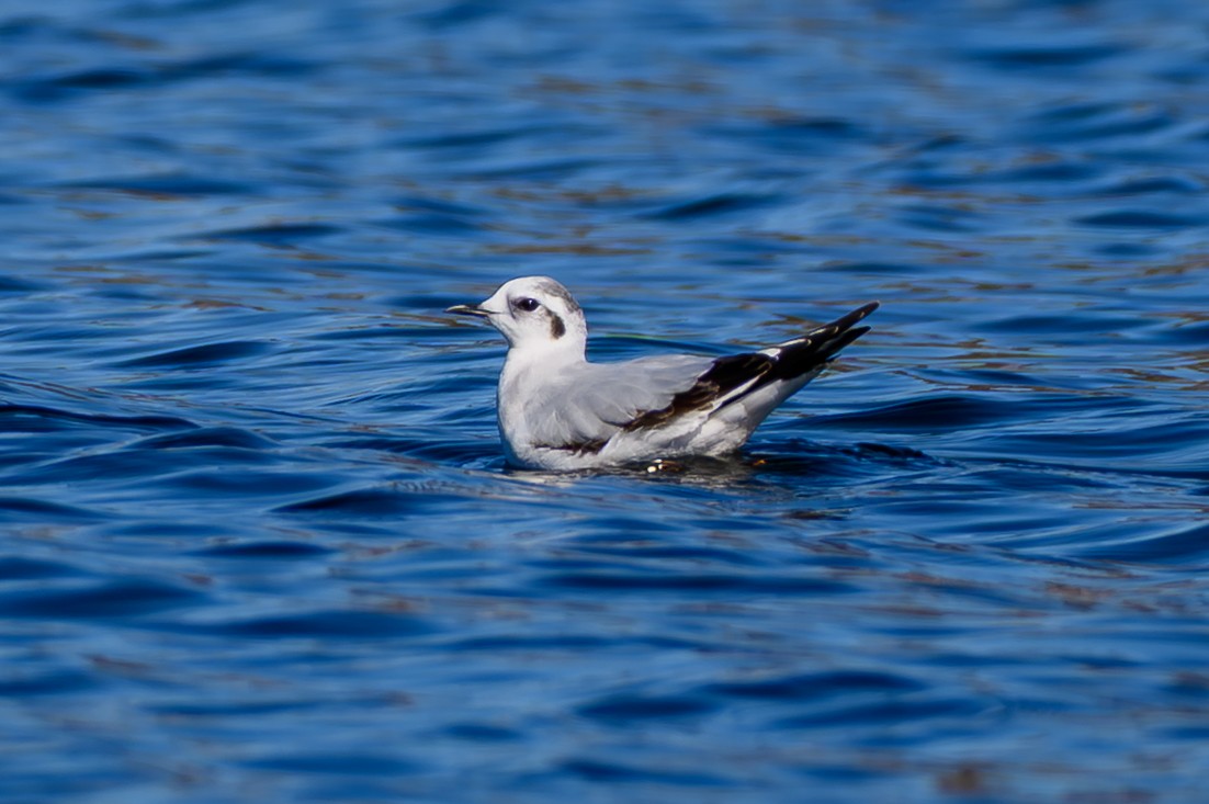 Little Gull - ML646749543