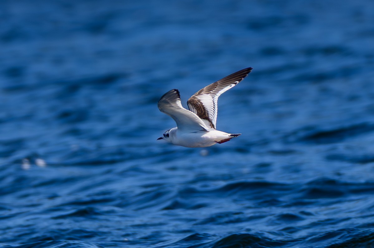 Little Gull - ML646749554