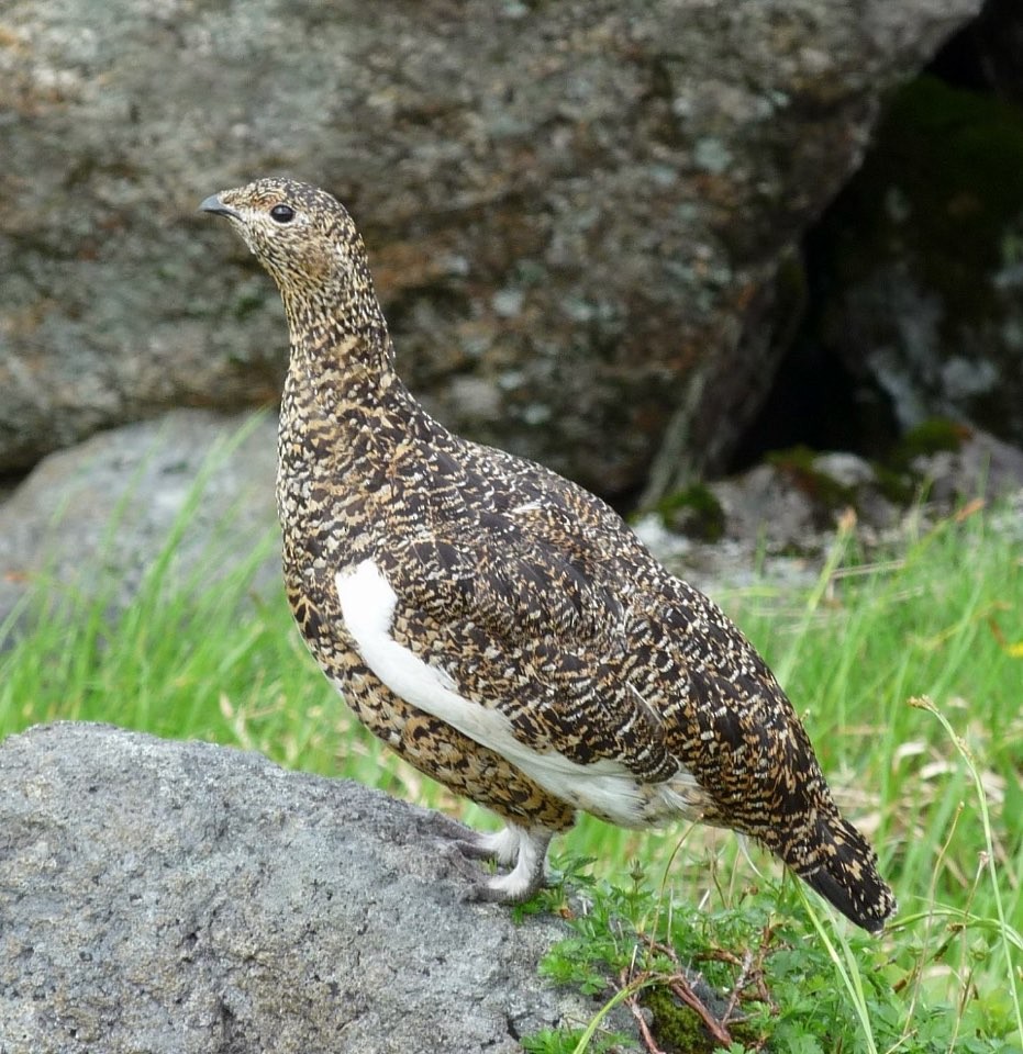 Rock Ptarmigan - ML646749560