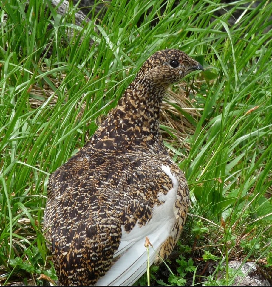 Rock Ptarmigan - ML646749561