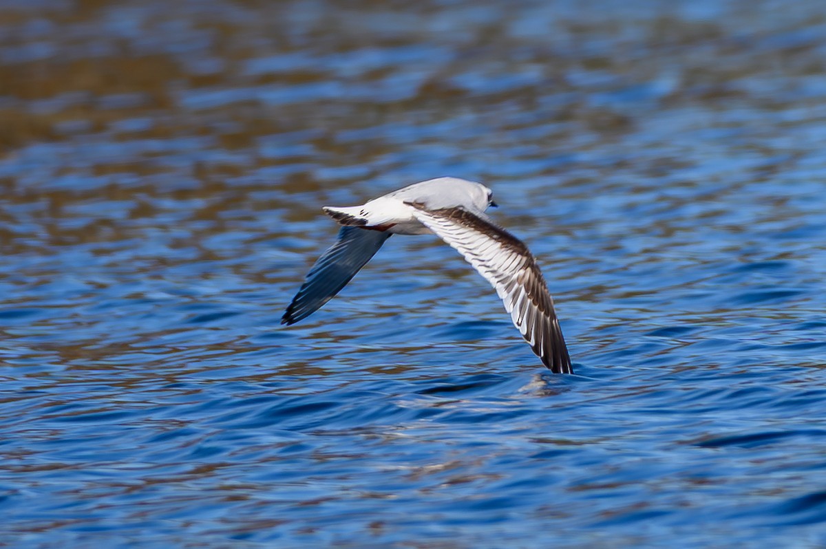 Little Gull - ML646749562