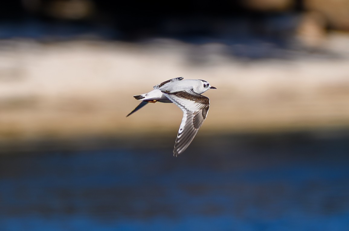 Little Gull - ML646749564