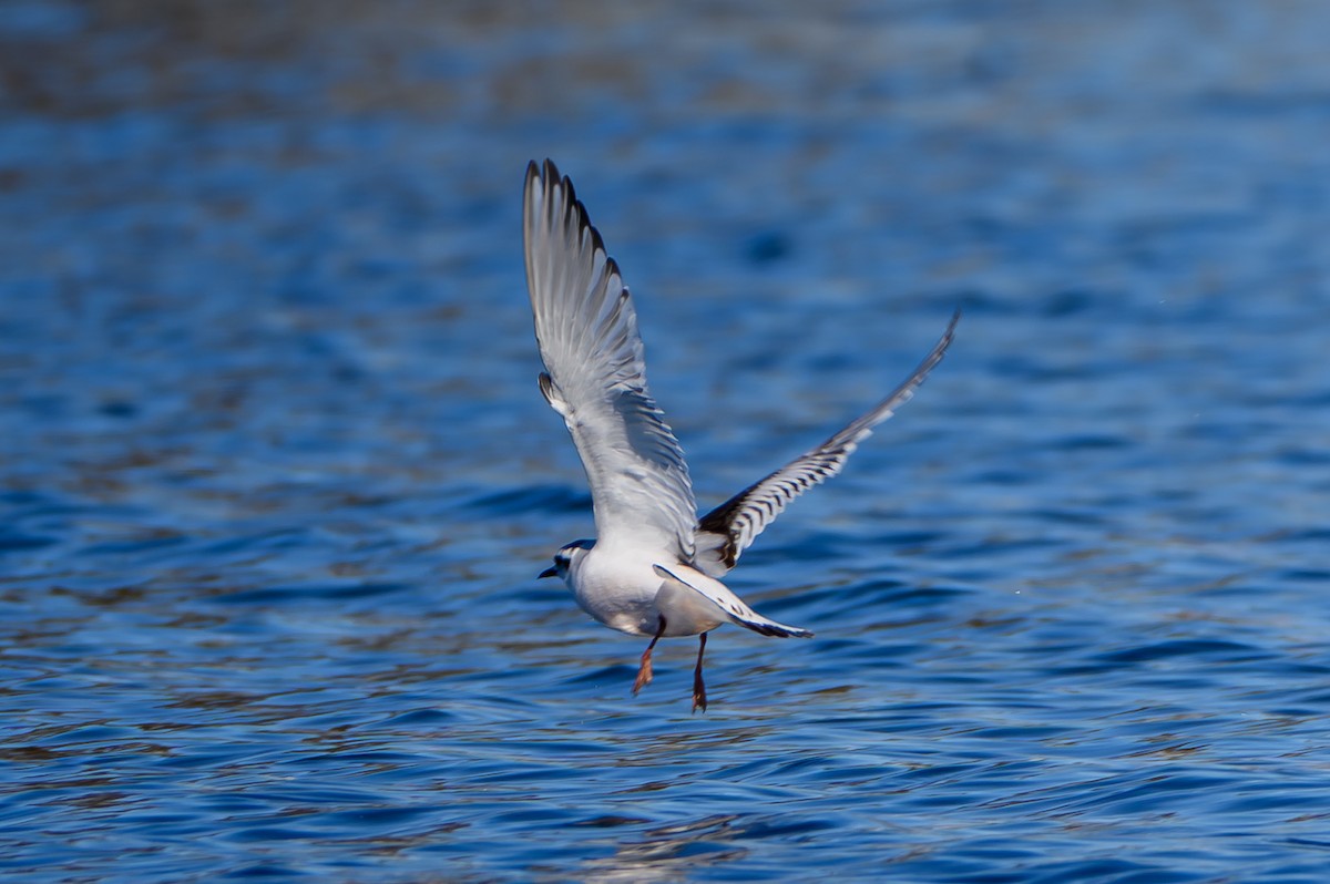 Little Gull - ML646749565