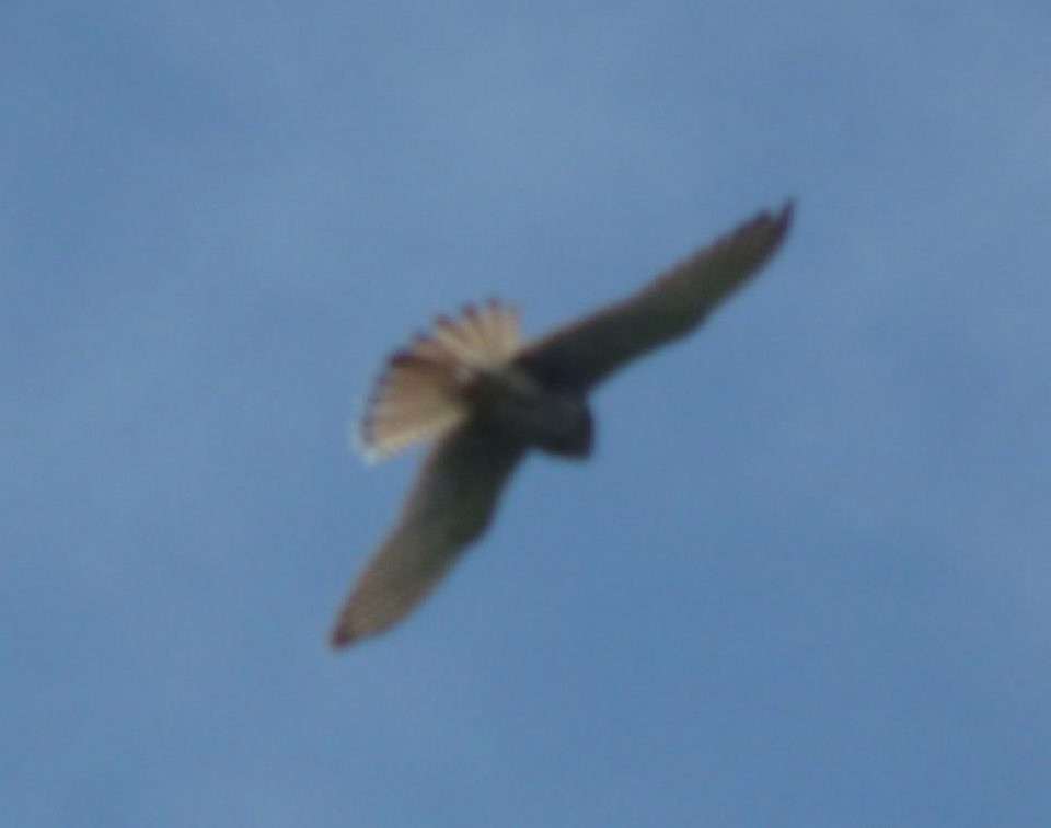 紅隼 - ML646749567