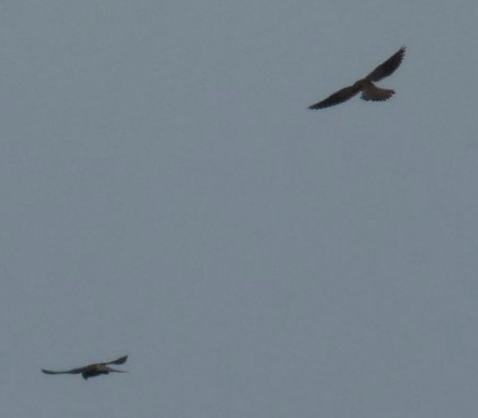 紅隼 - ML646749568