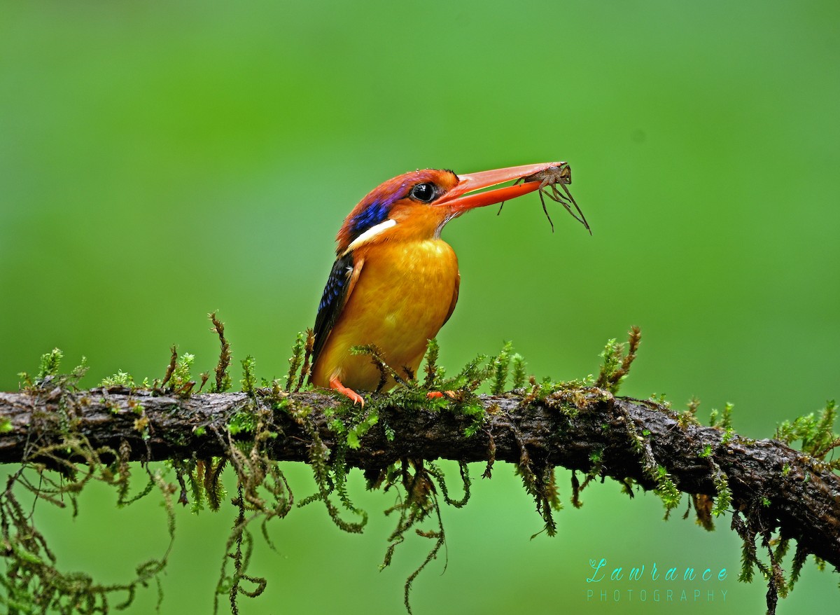 Black-backed Dwarf-Kingfisher - ML646749570