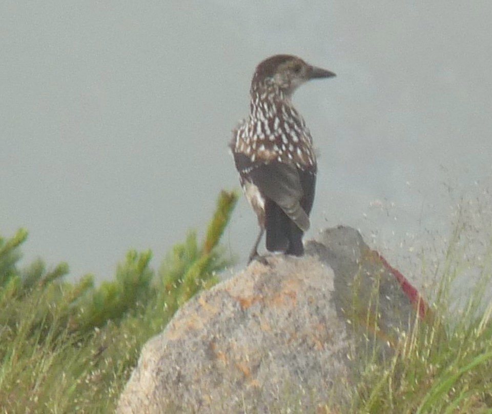 Northern Nutcracker - ML646749571