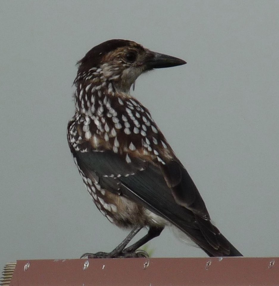 Northern Nutcracker - ML646749572