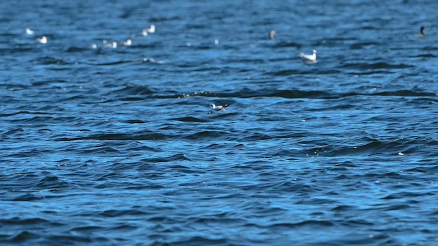 Little Gull - ML646749575