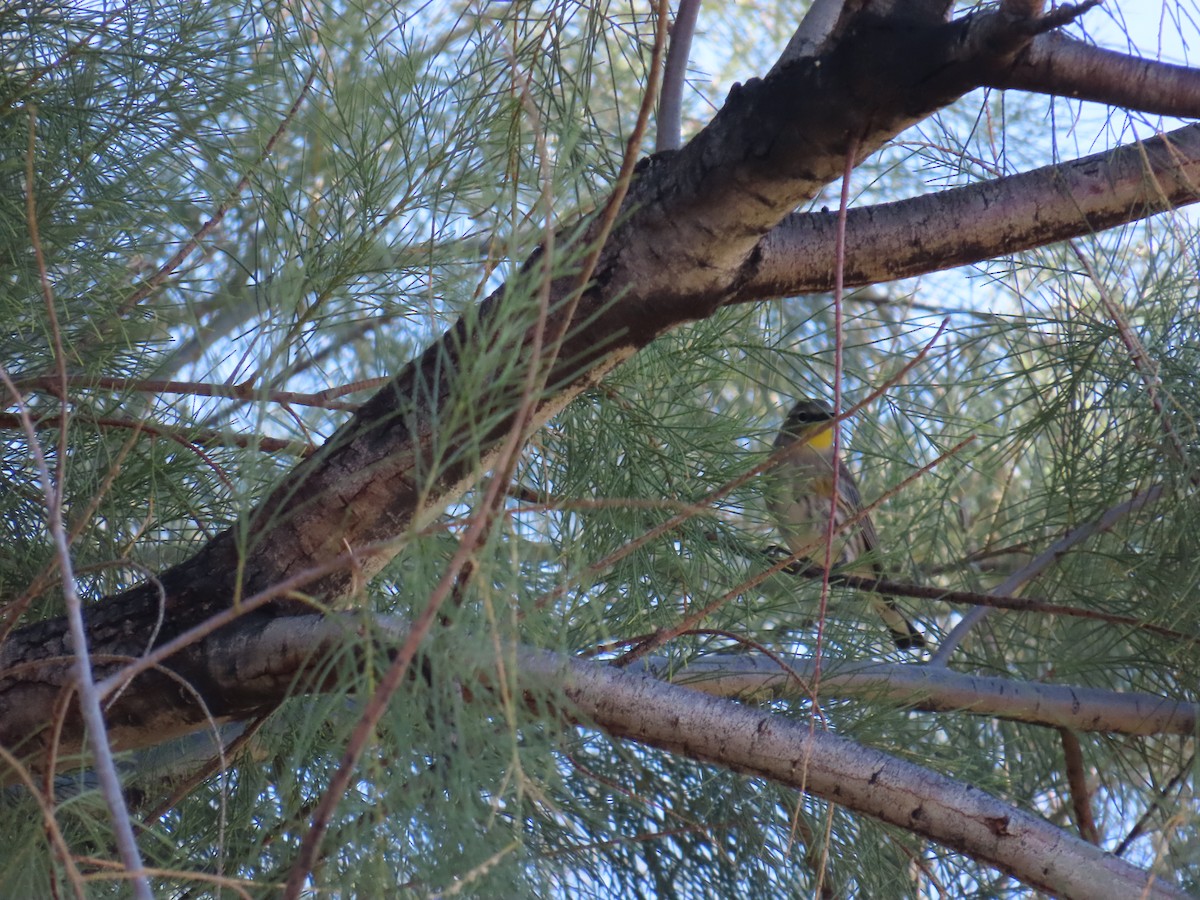 Yellow-rumped Warbler - ML646749576