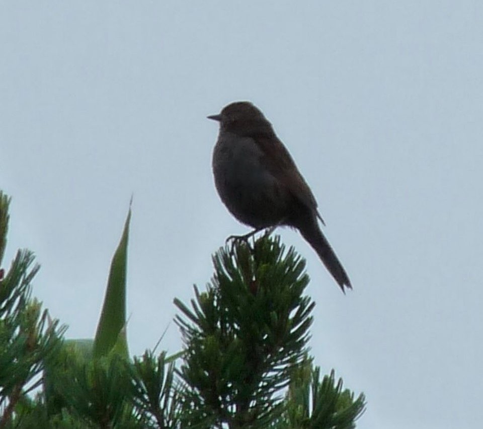 Japanese Accentor - ML646749577