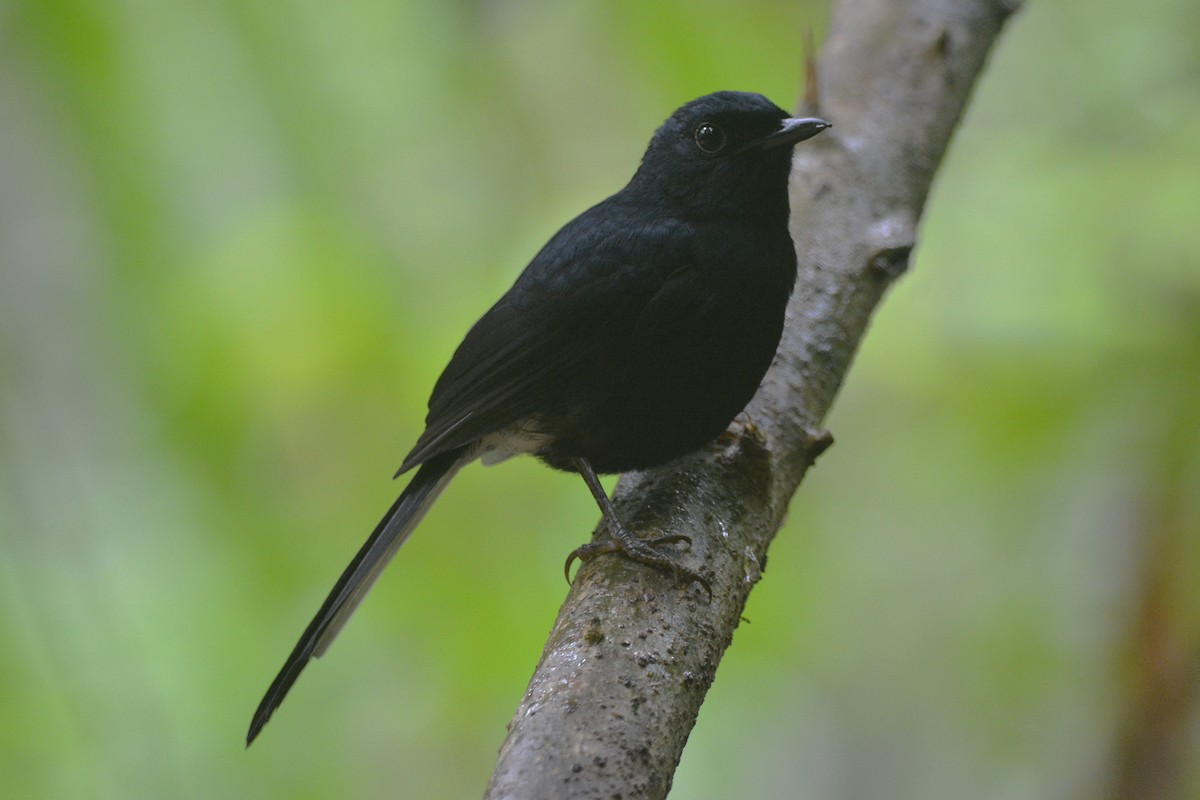 White-vented Shama - ML646749589