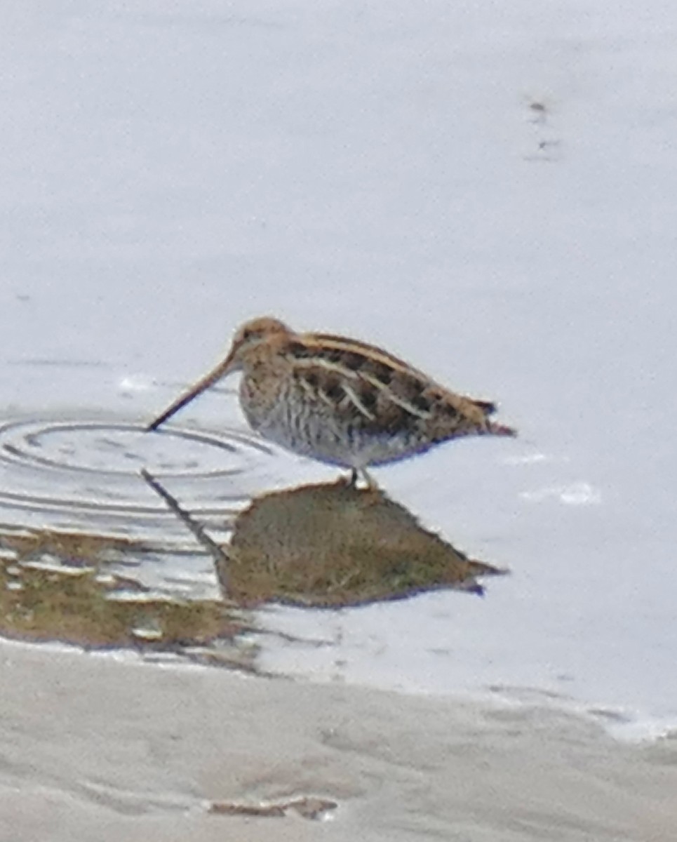 Wilson's Snipe - ML646749592