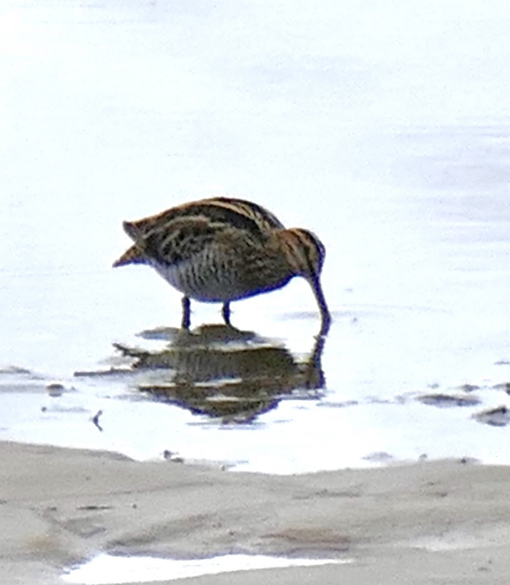 Wilson's Snipe - ML646749593