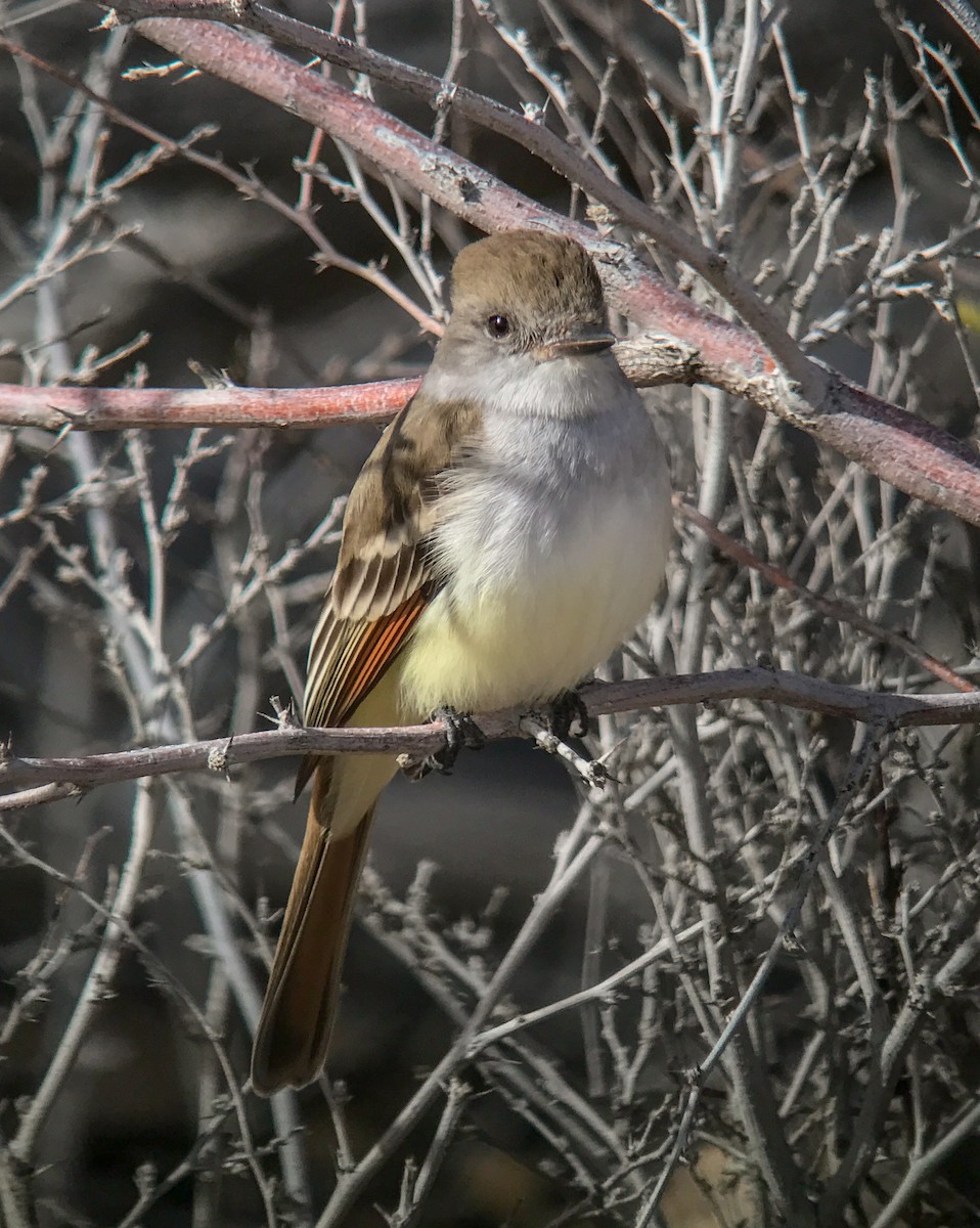 Ash-throated Flycatcher - ML646749602