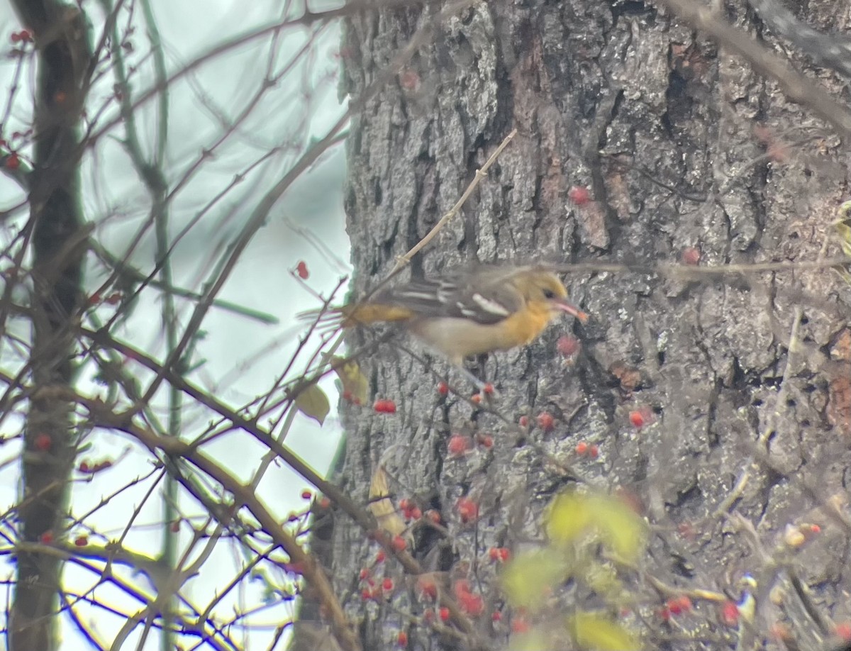 Baltimore Oriole - ML646749603